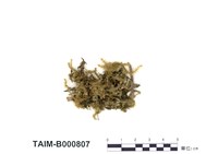 藏品(九州擬懸苔)的圖片
